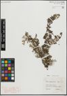 Foto von Salix serpyllifolia Scop.